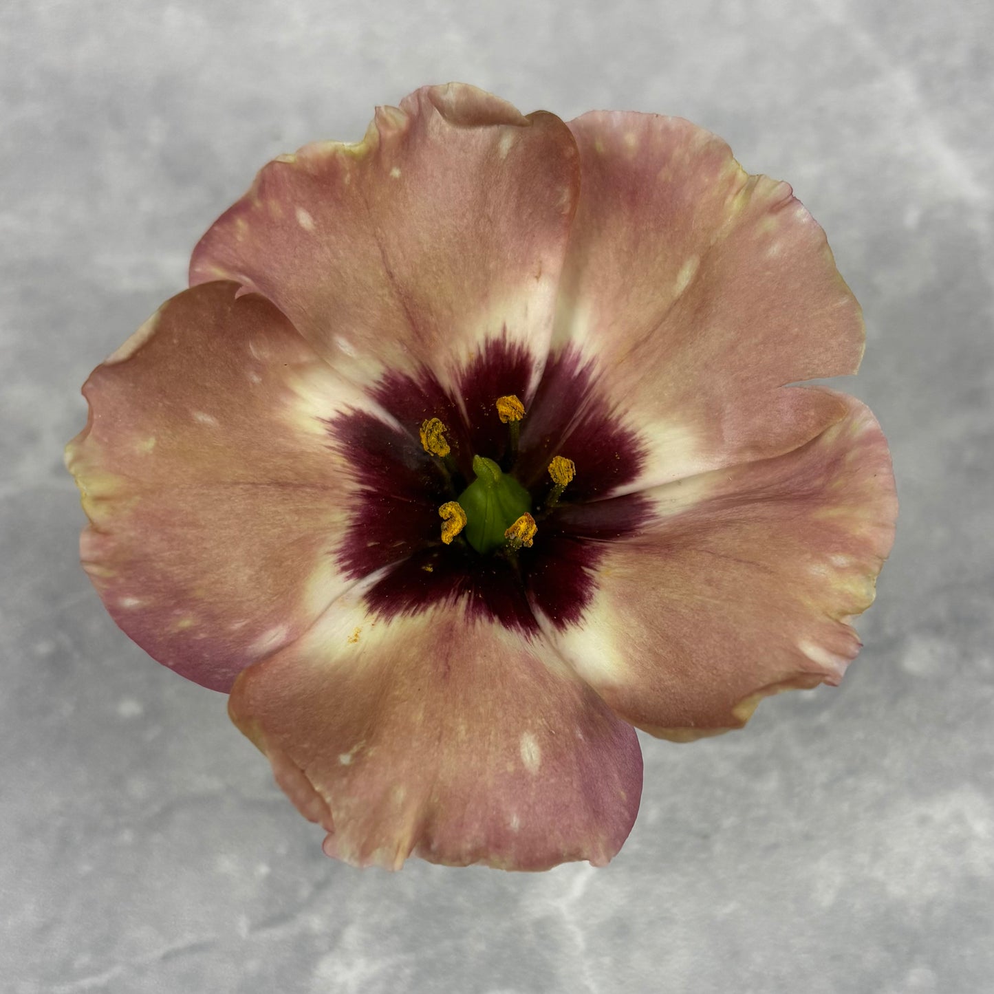 Lisianthus ‘Puchinno Choco 3’ Seeds