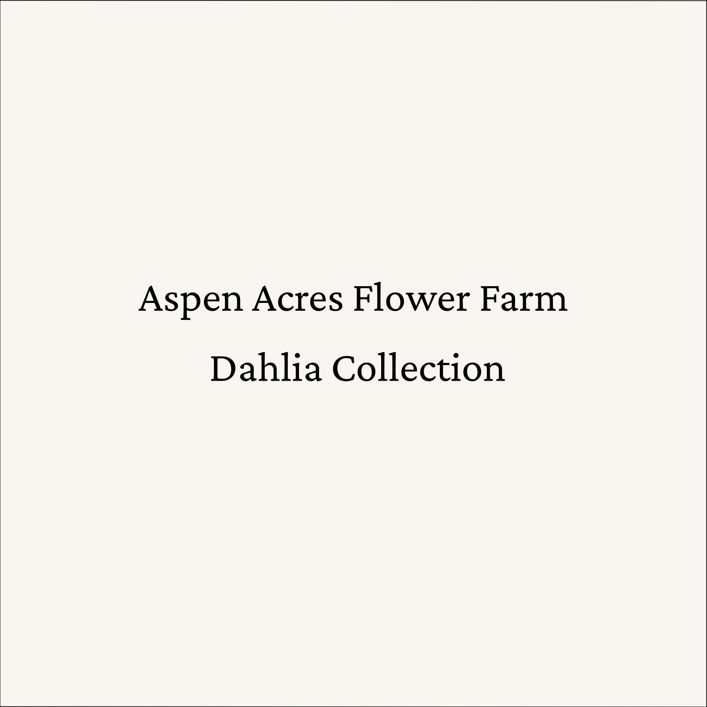 Dahlia ‘Levi’s Opal Twist’ Tuber