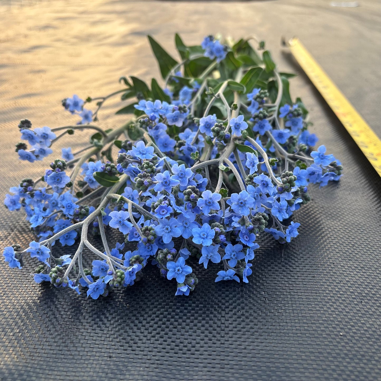 Forget-Me-Not ‘Firmament’ Seeds