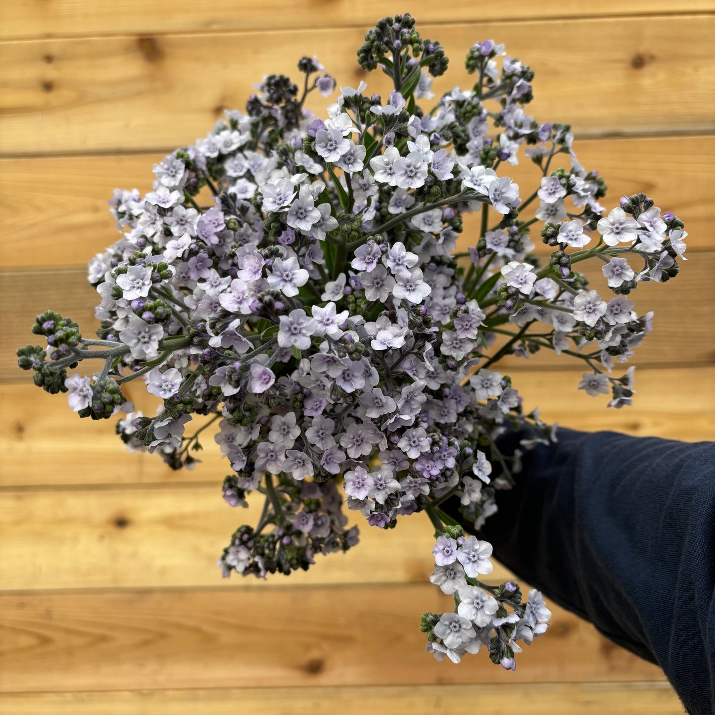 Forget-Me-Not ‘Ms. Marilyn’ Seeds
