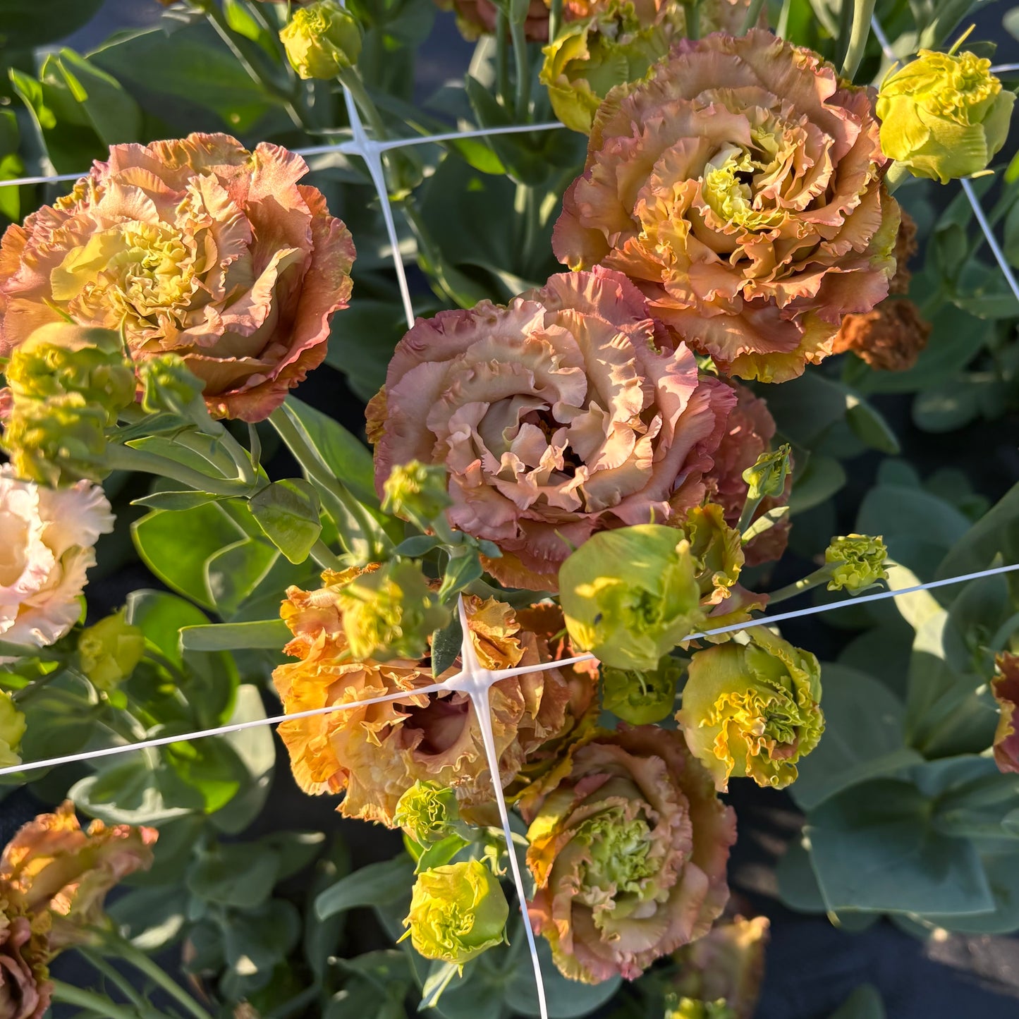 Lisianthus ‘Rosanne 2 Terracotta’ Seeds