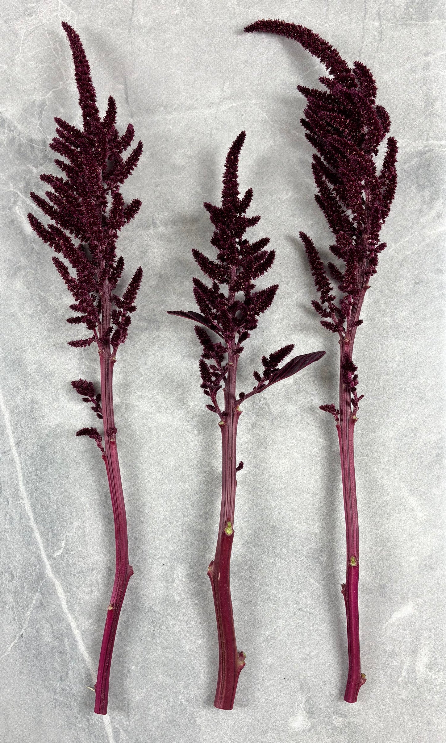 Amaranth ‘Red Spike’ Seeds