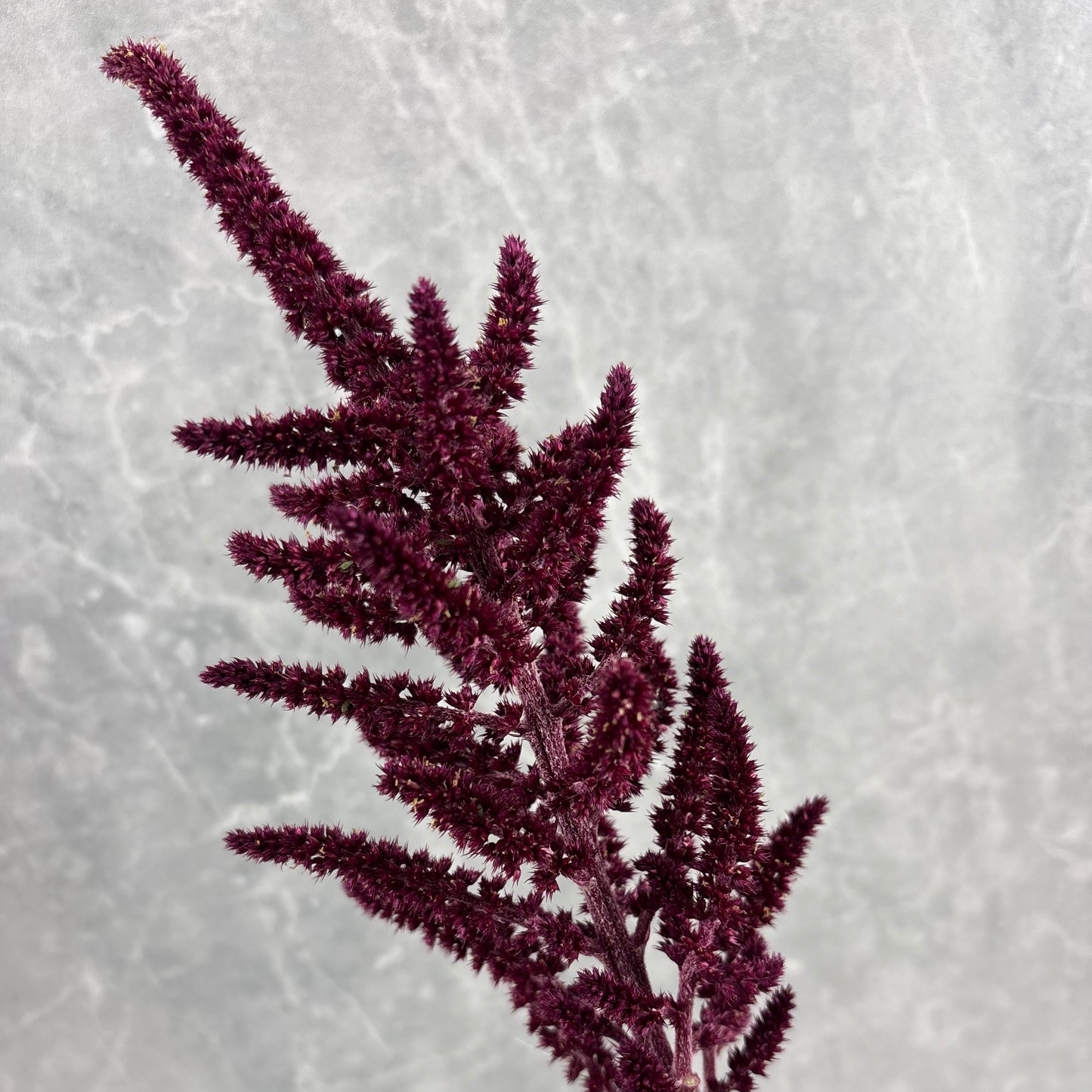 Amaranth ‘Red Spike’ Seeds