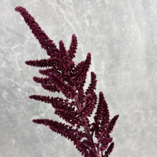 Amaranth ‘Red Spike’ Seeds