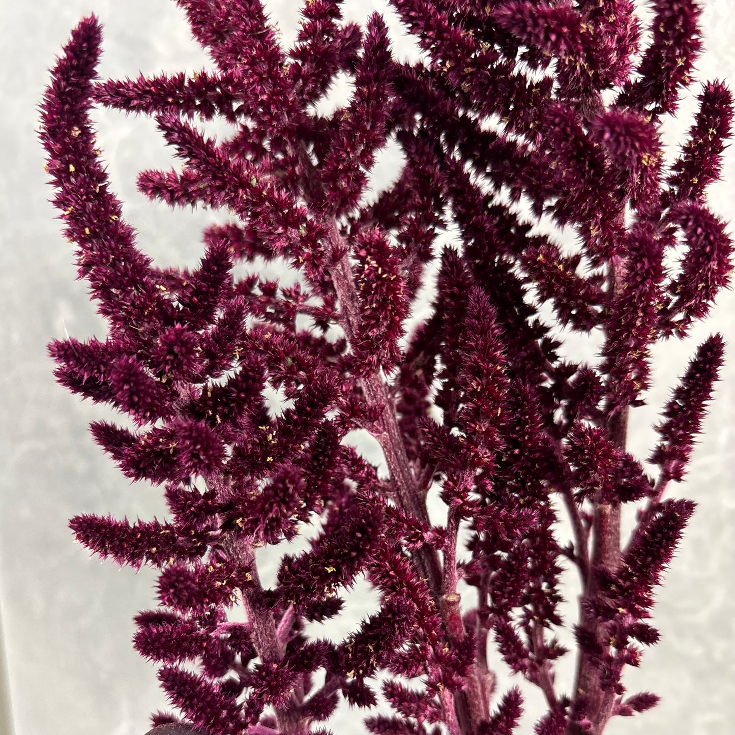 Amaranth ‘Red Spike’ Seeds