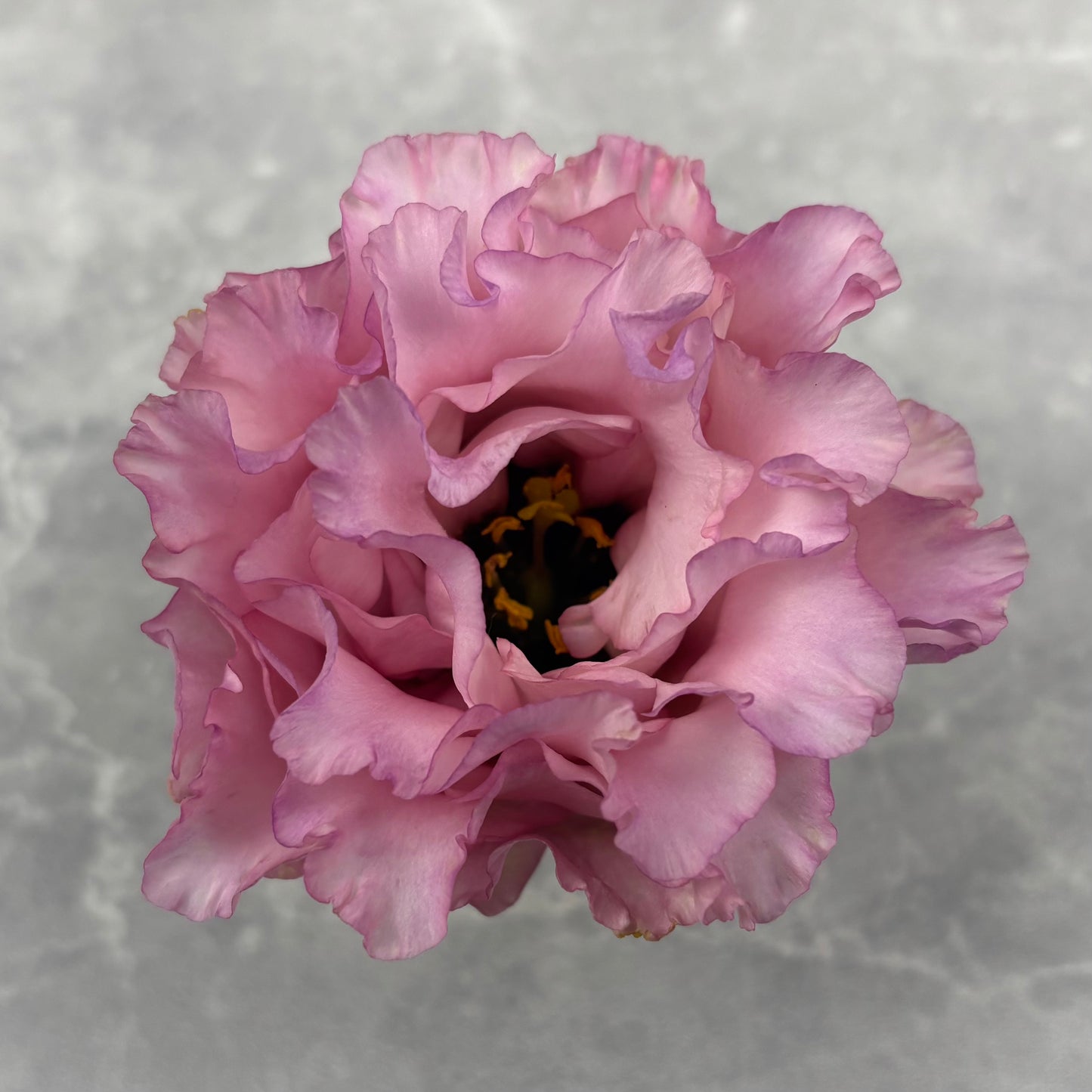 Lisianthus ‘Celeb 2 Madonna’ Seeds