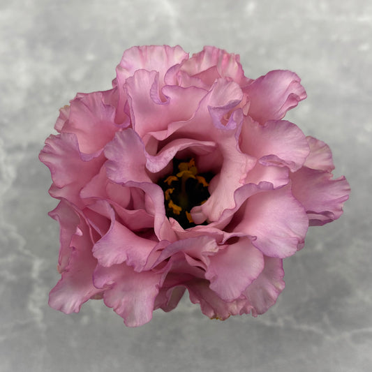 Lisianthus ‘Celeb 2 Madonna’ Seeds