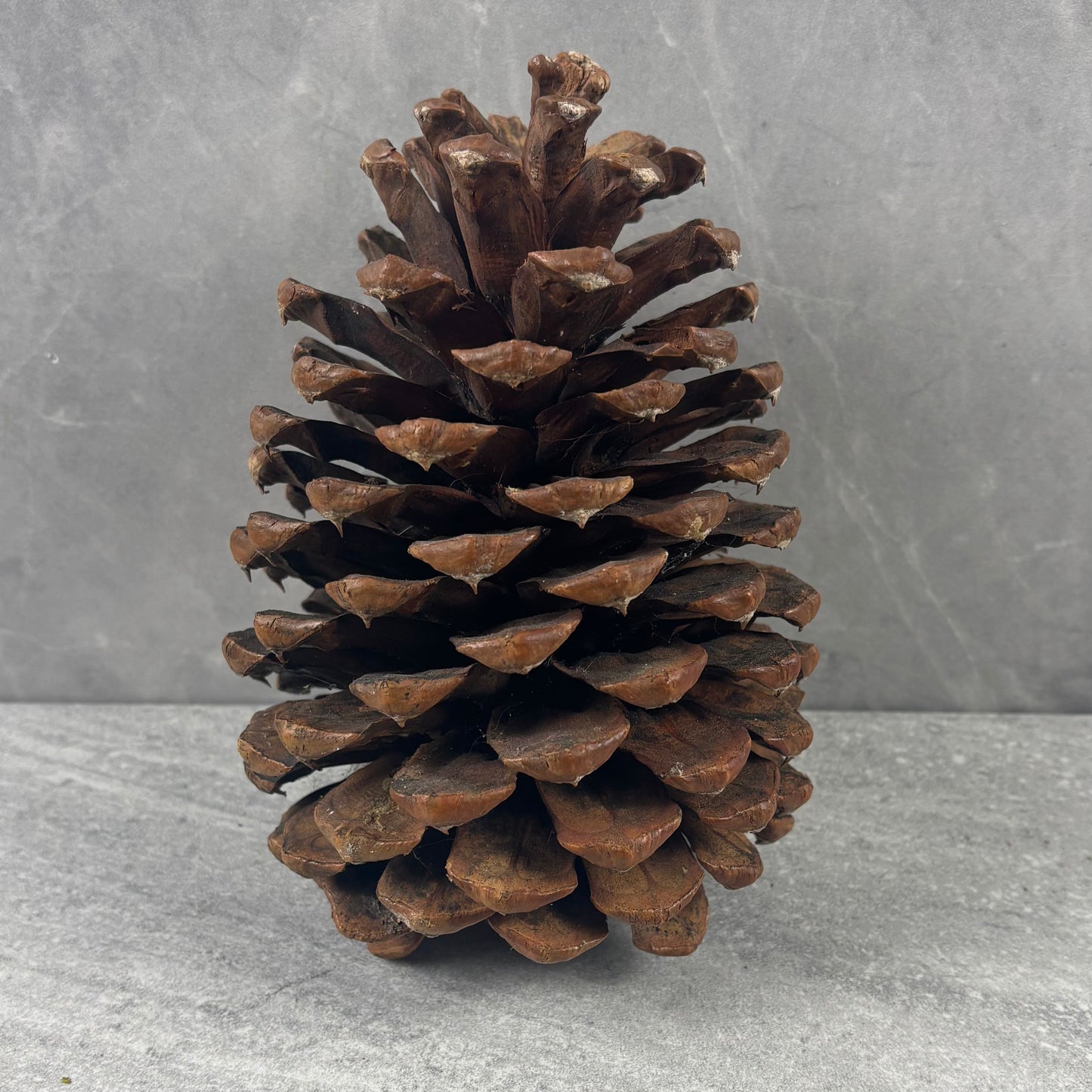 Large Natural Pinecone