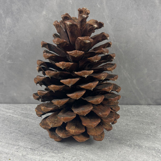 Large Natural Pinecone
