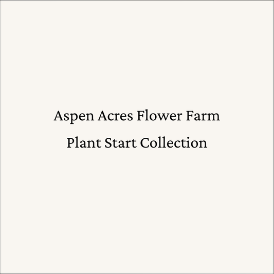 Pansy ‘Elegance Twilight’ Plugs