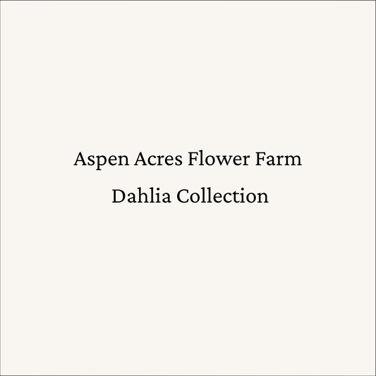 Dahlia ‘Irish D Porter’ Rooted Cutting