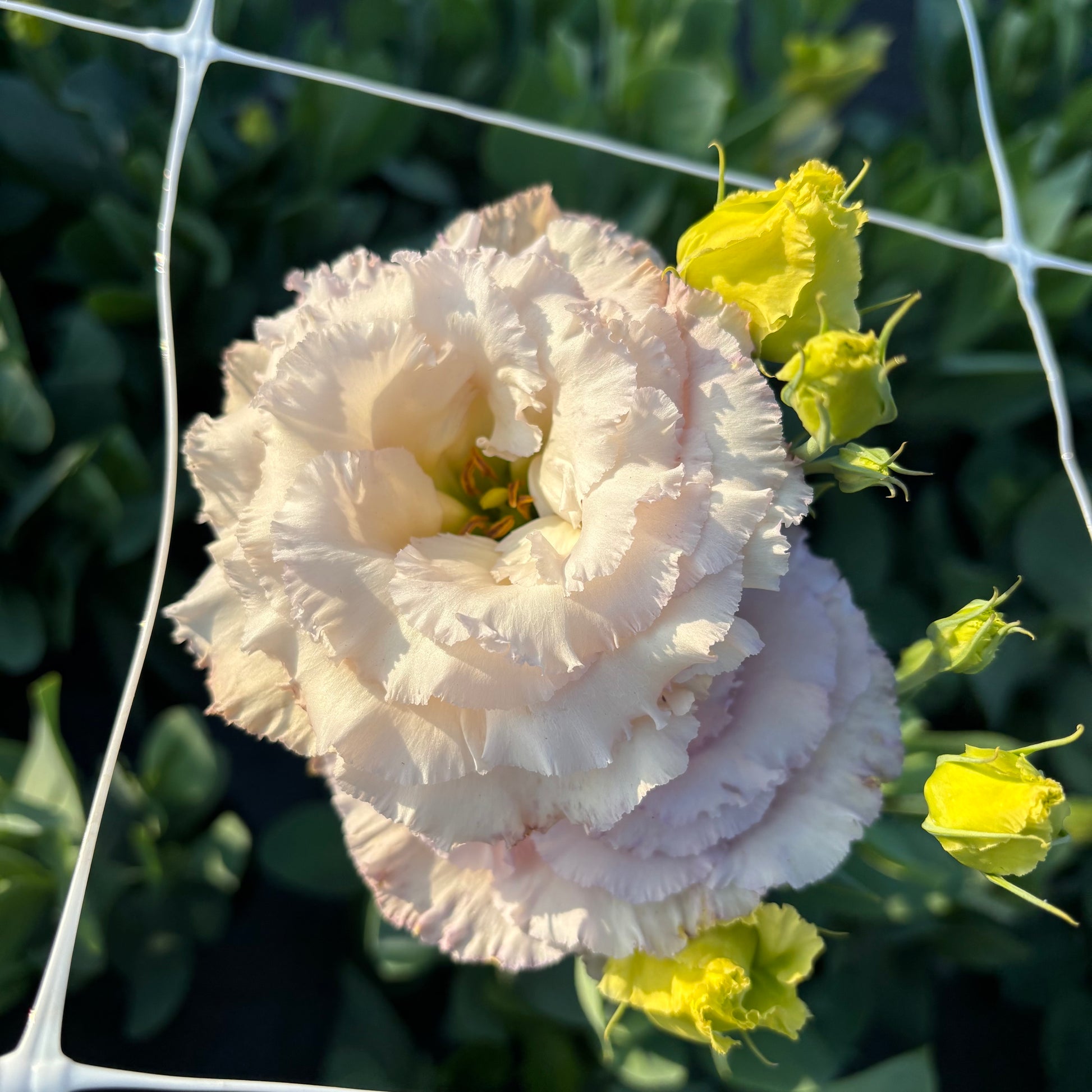 lisianthus flower seeds Lisianthus 'Celeb 2 Blue Chateau' Seeds – Aspen Acres Flower Farm