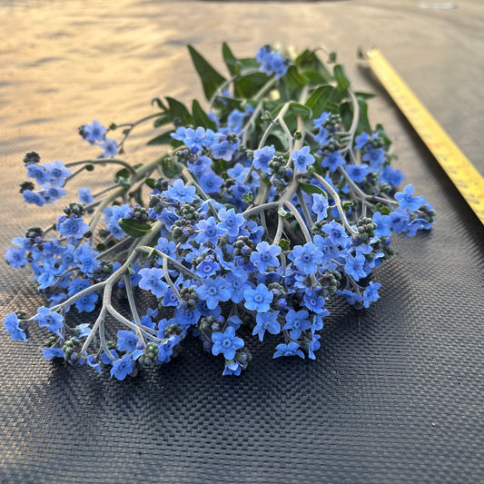 Forget-Me-Not ‘Firmament’ Seeds