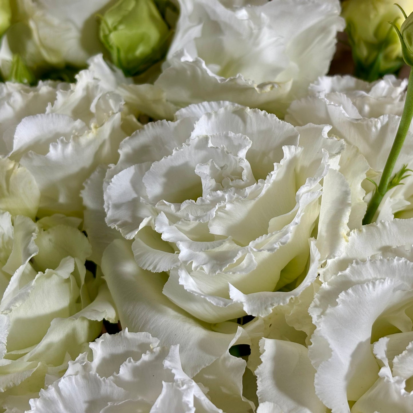 Lisianthus ‘Voyage 2 White Improved’ Seeds