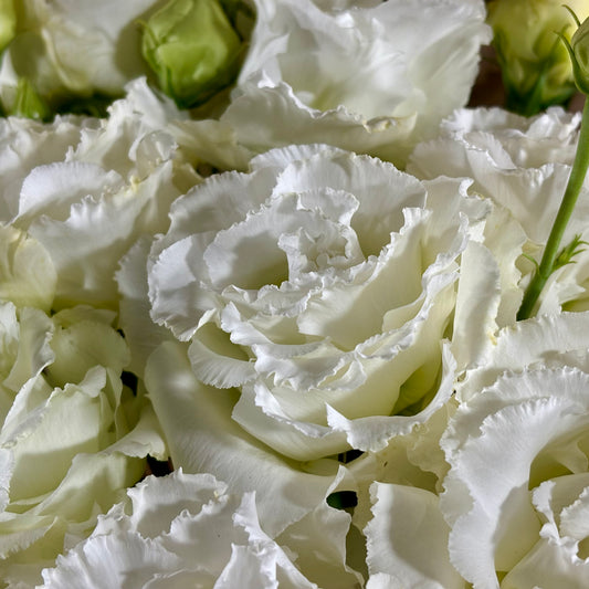 Lisianthus ‘Voyage 2 White Improved’ Seeds