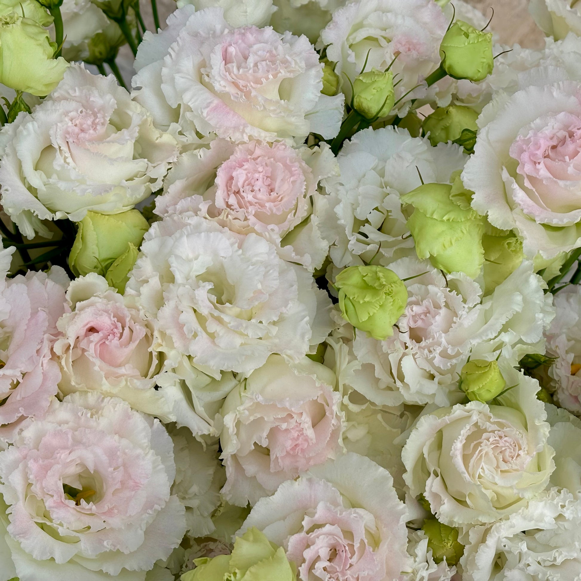 lisianthus seeds for planting Lisianthus 'Voyage 2 First Love' Seeds – Aspen Acres Flower Farm